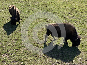 The American bison Bos bison bison, American Buffalo, der Amerikanische Bison oder BÃ¼ffel Bueffel or les Bisons - Switzerland