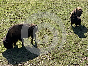 The American bison Bos bison bison, American Buffalo, der Amerikanische Bison oder BÃ¼ffel Bueffel or les Bisons - Switzerland