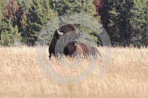 American Bison Buffalo