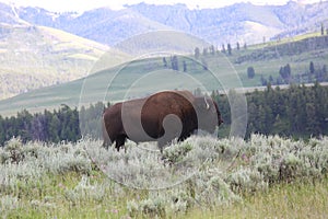 American Bison or Buffalo