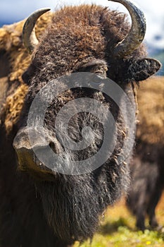 American Bison or Buffalo