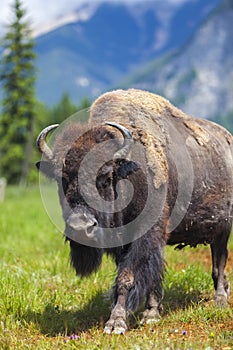 American Bison or Buffalo photo