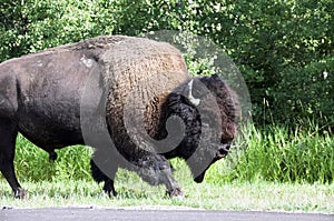 American Bison / Buffalo photo
