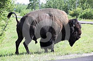 American Bison / Buffalo photo