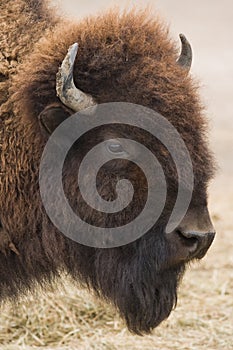 American bison or buffalo photo