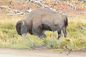 American Bison & x28;Buffalo& x29;