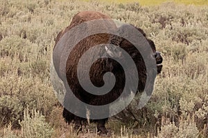 American Bison Buffalo bull in Hayden Valley in Yellowstone National Park United States