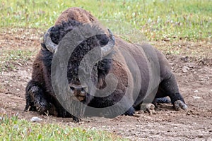 American Bison Buffalo bull laying down in Hayden Valley in Yellowstone National Park USA