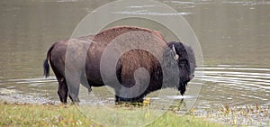 American Bison Buffalo bull standing in water in Yellowstone National Park USA