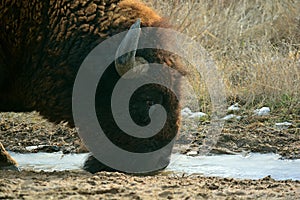 American Bison Buffalo Drinking from a Pool of Frozen Water in t