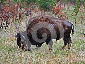 American Bison Buffalo grazing in Custer State Park