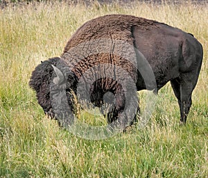 An American Bison or buffalo grazing on the plains of the Yellowstone National Park photo