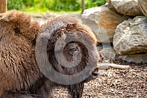 American bison buffalo head closeup