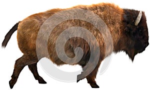 American Bison, Buffalo, Isolated Illustration