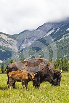 American Bison or Buffalo Mother & Calf