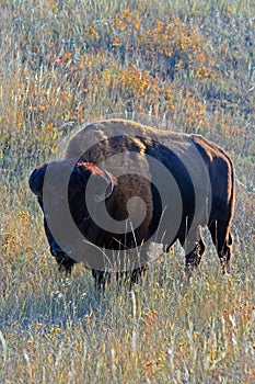 American Bison Buffalo Mudface Bull in Wind Cave National Park