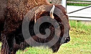 American Bison, Buffalo, Oklahoma City Zoo