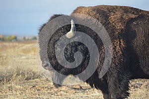 American Bison Buffalo on the Prairie