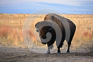 American Bison Buffalo on the Prairie