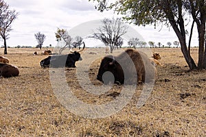 American bison or buffalo resting with Texas longhorn cattle. photo