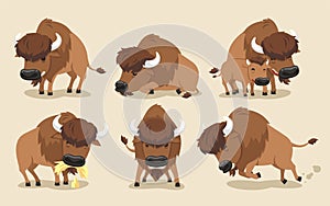 American Bison Buffalo Set