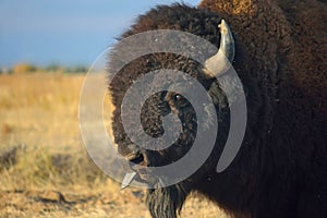 American Bison Buffalo Sticks Out Tongue