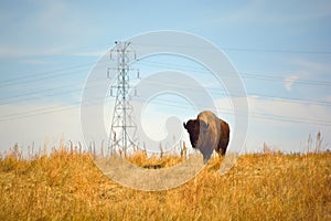 American Bison Buffalo on an Urban Wildlife Preserve