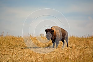 American Bison Buffalo on an Urban Wildlife Preserve