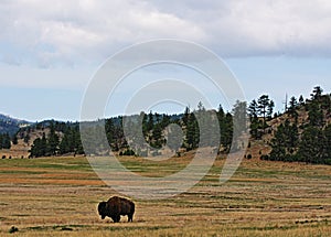 American Bison Buffalo in Wind Cave National Park