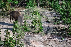 American bison buffalo in yellowstone national park photo