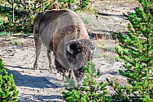 American bison buffalo in yellowstone national park photo