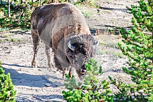 American bison buffalo in yellowstone national park photo