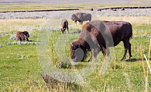 American bison buffalo in Yellowstone national park,grazing.USA