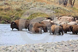 American Bison, Buffalo, Yellowstone National Park,USA