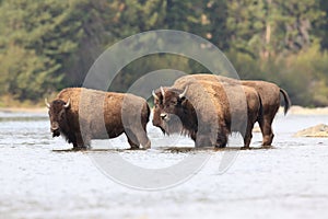 American Bison, Buffalo, Yellowstone National Park,USA