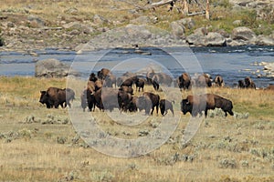 American Bison, Buffalo, Yellowstone National Park,USA