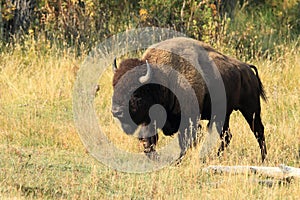 American Bison, Buffalo, Yellowstone National Park,USA