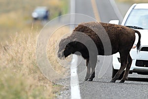 American Bison, Buffalo, Yellowstone National Park,USA