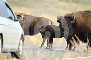 American Bison, Buffalo, Yellowstone National Park,USA