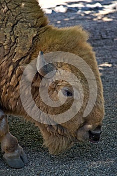 American bison buffalo in the zoo