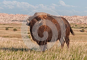 American Bison Bull in Badlands of South Dakota