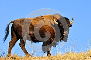 American Bison bull (buffalo)