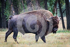 American Bison Bull - Genetically Pure Speciman