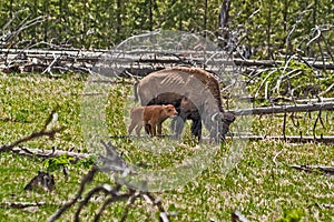 American Bison with Calf