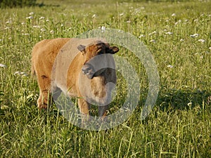American bison calf grazing in a green field. Prairie State Park, Mindenmines, Missouri.