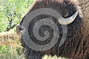 American Bison Close Up Eating