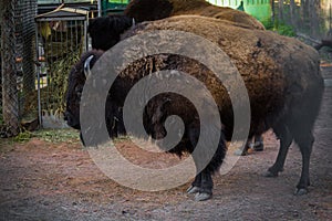 American bison close up in the pasture. Large even-toed mammals. A buffalo in an enclosure.