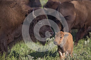 American bison cow and calf