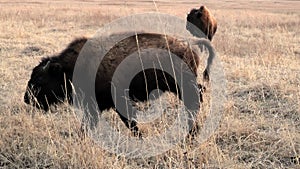 American Bison cow closeup, walking in the tall grass prairie.