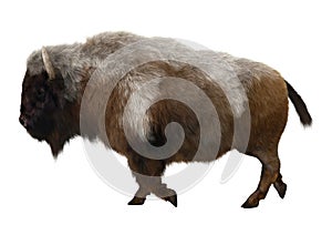 American Bison